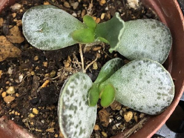 多肉植物の個別データ - 多肉植物の図鑑