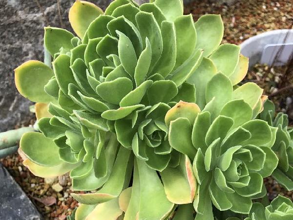 多肉植物の個別データ - 多肉植物の図鑑